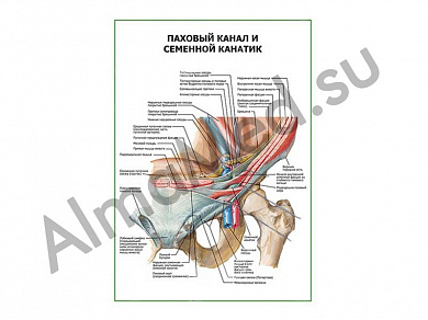 Паховый канал и семенной канатик плакат ламинированный А1/А2 (ламинированный	A2)