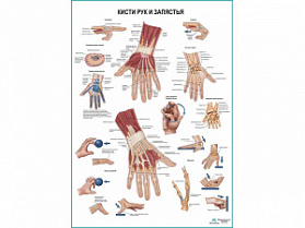 Кисти рук и запястья, плакат глянцевый А1+/А2+ (глянцевый холст от 200 г/кв.м, размер A1+)