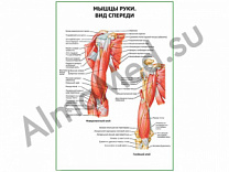 Мышцы руки вид спереди плакат глянцевый/ламинированный А1/А2 (глянцевый	A2)