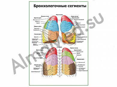 Бронхолегочные сегменты плакат глянцевый/ламинированный А1/А2 (глянцевый	A2)