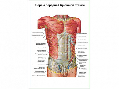 Нервы передней брюшной стенки плакат глянцевый А1/А2 (глянцевый A1)