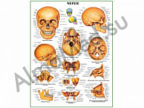 Череп человека, плакат ламинированный А1/А2 (ламинированный	A2)