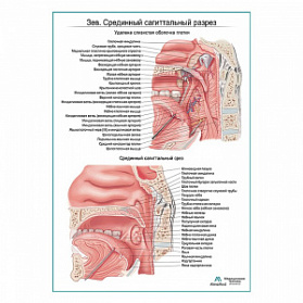 Зев. Срединный сагиттальный разрез плакат глянцевый А1+/А2+ (матовый холст от 200 г/кв.м, размер A1+) Зев. Срединный сагиттальный разрез плакат глянцевый А1+/А2+ (матовый холст от 200 г/кв.м, размер A1+)