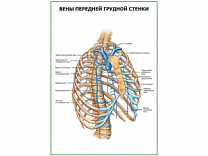 Вены передней грудной стенки плакат глянцевый А1/А2 (глянцевый A2)