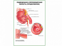 Подвздошно-слепокишечная область, продолжение, плакат глянцевый  А1/А2 (глянцевый A2)