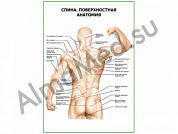 Спина. Поверхностная анатомия плакат глянцевый/ламинированный А1/А2 (глянцевый	A2)
