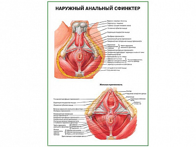 Наружный анальный сфинктер плакат глянцевый А1/А2 (глянцевый A2)