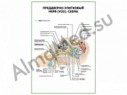 Преддверно-улитковый нерв (VIII). Схема плакат ламинированный А1/А2 (ламинированный	A2)