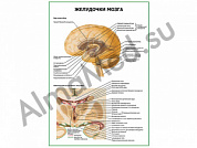 Желудочки мозга плакат ламинированный А1/А2 (ламинированный	A2)