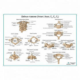Шейные позвонки и их соединения плакат глянцевый А1+/А2+ (глянцевая фотобумага от 200 г/кв.м, размер A1+)