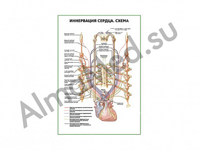 Иннервация сердца. Схема плакат ламинированный А1/А2 (ламинированный	A2)