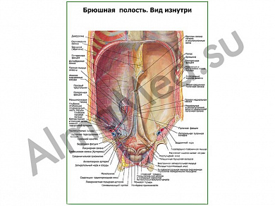 Брюшная полость, вид изнутри плакат ламинированный А1/А2 (ламинированный	A2)