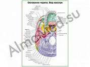 Основание черепа, вид изнутри плакат ламинированный А1/А2 (ламинированный	A2)