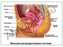 Женская репродуктивная система, плакат ламинированный А1/А2 (ламинированный	A2)