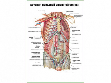 Артерии передней брюшной стенки плакат глянцевый А1/А2 (глянцевый A1)