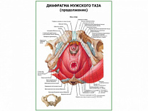 Диафрагма мужского таза (продолжение) плакат глянцевый А1/А2 (глянцевый A1)