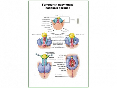 Гомология наружных половых органов плакат глянцевый А1/А2 (глянцевый A1)