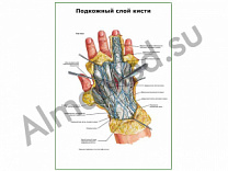 Подкожный слой кисти плакат глянцевый/ламинированный А1/А2 (глянцевый	A2)