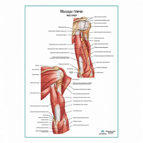 Мышцы плеча вид сзади плакат глянцевый А1+/А2+ (матовый холст от 200 г/кв.м, размер A1+)