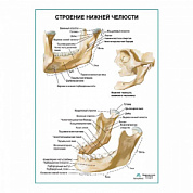Строение нижней челюсти плакат глянцевый А1+/А2+ (глянцевый холст от 200 г/кв.м, размер A1+)