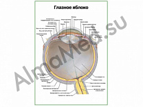 Глазное яблоко плакат глянцевый/ламинированный А1/А2 (глянцевый	A2)