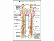 Артерии спинного мозга плакат глянцевый А1/А2 (глянцевый A1)