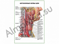Автономные нервы шеи плакат глянцевый/ламинированный А1/А2 (глянцевый	A2)