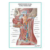 Лимфатические узлы и сосуды головы и шеи плакат глянцевый А1+/А2+ (глянцевая фотобумага от 200 г/кв.м, размер A2+)