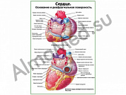 Сердце. Строение и диафрагмальная поверхность плакат глянцевый/ламинированный А1/А2 (глянцевый	A2)