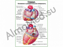 Сердце. Строение и диафрагмальная поверхность плакат глянцевый/ламинированный А1/А2 (глянцевый	A2)