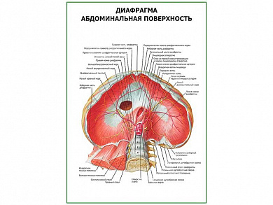 Диафрагма. Абдоминальная поверхность плакат глянцевый А1/А2 (глянцевый A1)