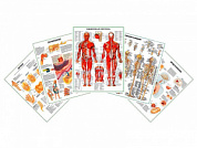 Комплект плакатов для кабинета ревматолога глянцевый А1/А2 (глянцевый A2)