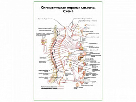 Симпатическая нервная система плакат глянцевый А1/А2 (глянцевый A1)