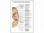 Отверстия и каналы черепа, вид сверху плакат глянцевый А1/А2 (глянцевый A2)
