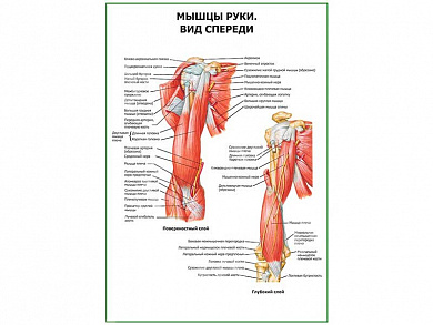 Мышцы руки вид спереди плакат глянцевый А1/А2 (глянцевый A1)