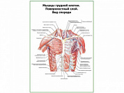 Мышцы грудной клетки. Поверхностный слой. Вид спереди плакат глянцевый А1/А2 (глянцевый A2)
