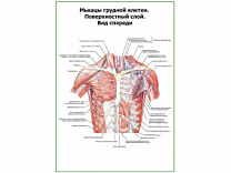 Мышцы грудной клетки. Поверхностный слой. Вид спереди плакат глянцевый А1/А2 (глянцевый A2)