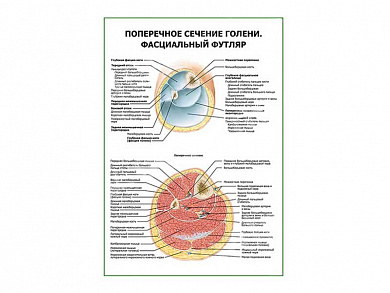 Поперечное сечение голени. Фасциальный футляр плакат глянцевый А1/А2 (глянцевый A2)