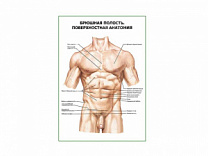 Брюшная полость. Поверхностная анатомия плакат глянцевый А1/А2 (глянцевый A1)