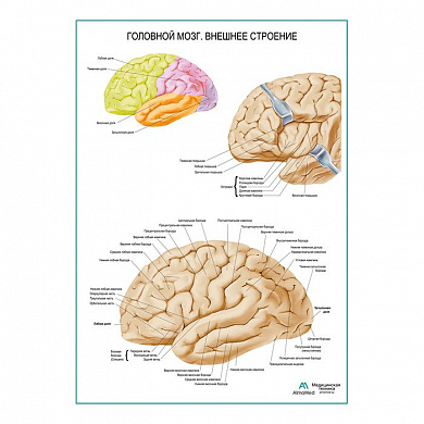 Головной мозг, внешнее строение плакат глянцевый А1+/А2+ (матовый холст от 200 г/кв.м, размер A1+)