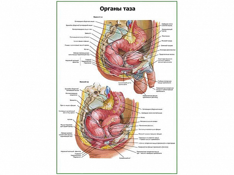 Органы таза плакат глянцевый А1/А2 (глянцевый A1)