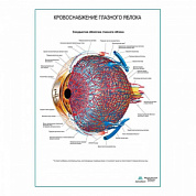 Кровоснабжение глазного яблока плакат глянцевый А1+/А2+ (глянцевая фотобумага от 200 г/кв.м, размер A1+)