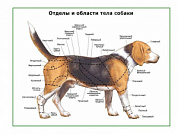 Отделы тела собаки, плакат глянцевый А1/А2 (глянцевый A2)