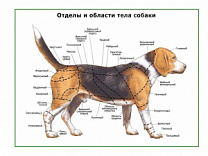 Отделы тела собаки, плакат глянцевый А1/А2 (глянцевый A2)