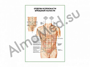Отделы и плоскости брюшной полости плакат ламинированный А1/А2 (ламинированный	A2)