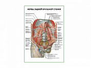 Нервы задней брюшной стенки плакат глянцевый А1/А2 (глянцевый A2)
