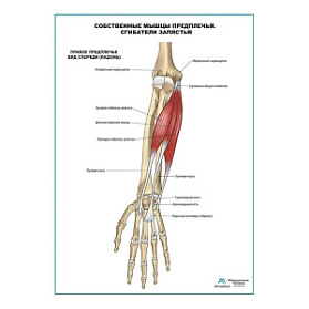 Сгибатели запястья плакат глянцевый А1+/А2+ (глянцевая фотобумага от 200 г/кв.м, размер A2+)