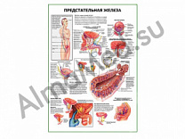 Предстательная железа. Норма и патология, плакат ламинированный А1/А2 (ламинированный	A2)