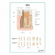 Зуб, строение, виды плакат глянцевый/ламинированный А1/А2 (ламинированный	A1)