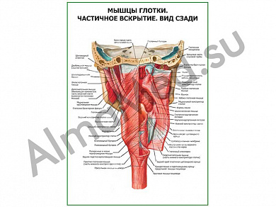 Мышцы глотки. Частичное вскрытие плакат ламинированный А1/А2 (ламинированный	A2)